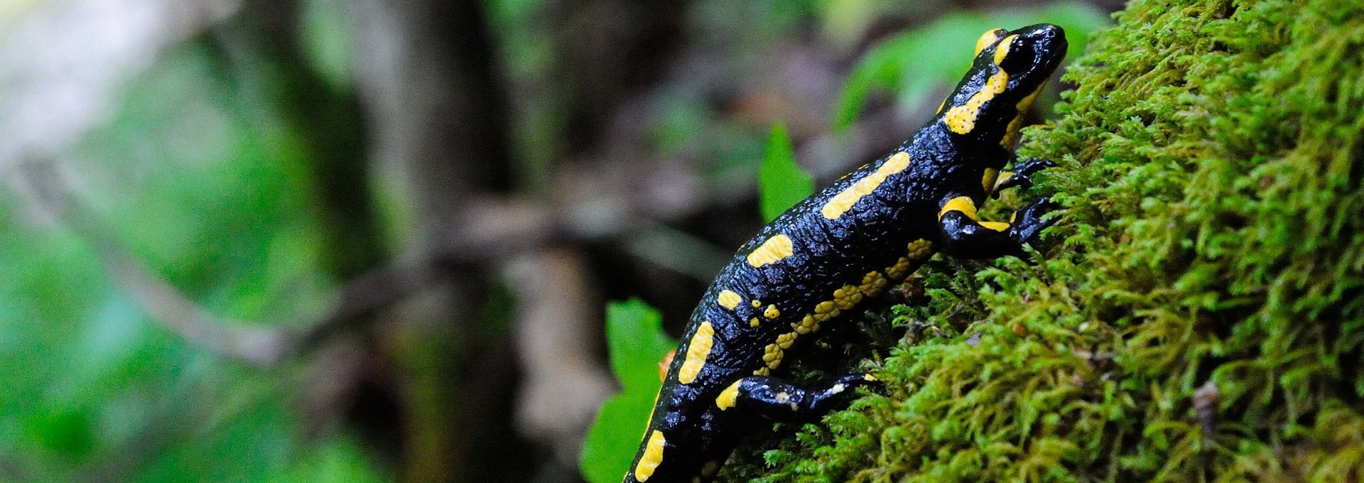 Salamander auf Moos