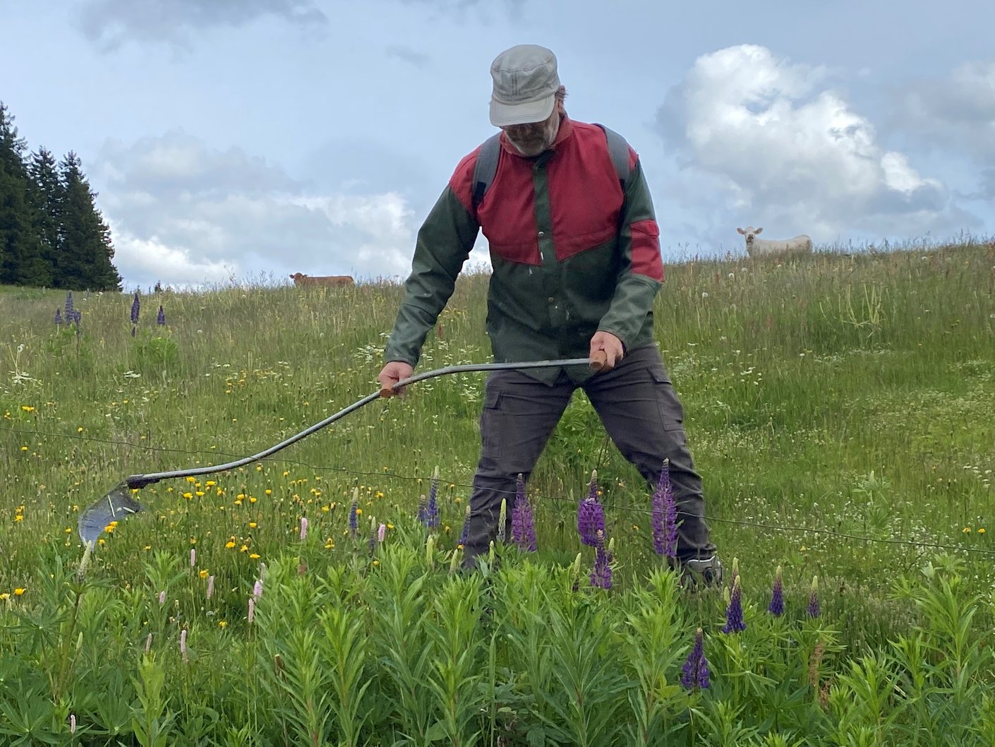 Arbeitseinsatz zur Bekämpfung der invasiven Lupine in Bernau