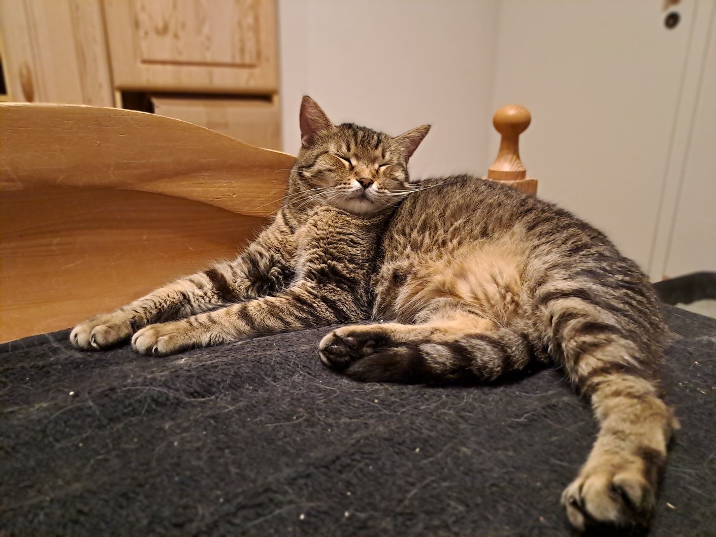 Getigerte Katze schläft auf dem Bett