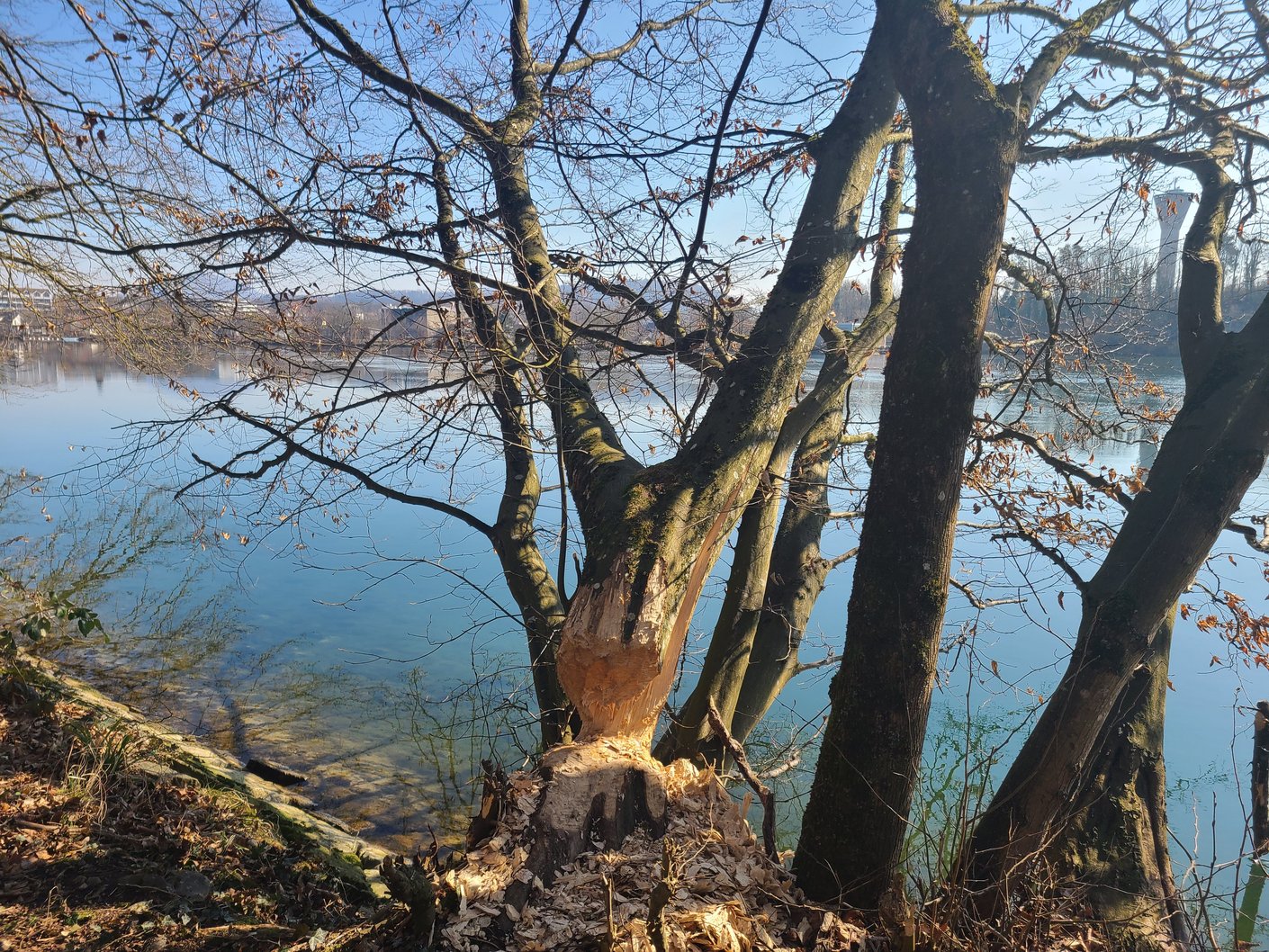 Fraßspuren vom Biber