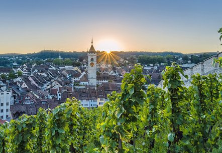 Ein historischer Turm eines Schlosses mit Reben und im Sonnenuntergang
