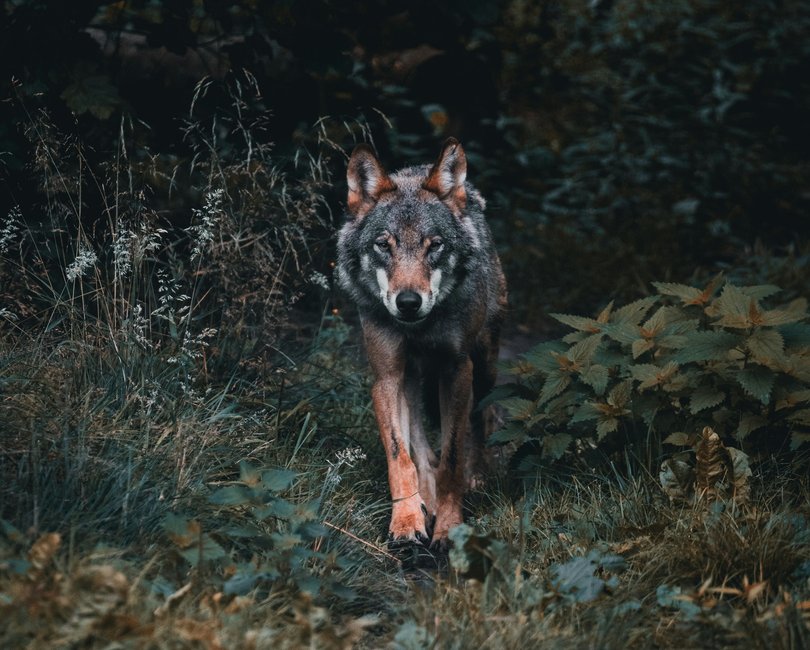 Die Rückkehr des Wolfes