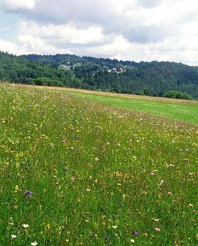 Berg-Mähwiese in Dachsberg