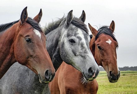 Gesundheitsbescheinigungen für Tiere