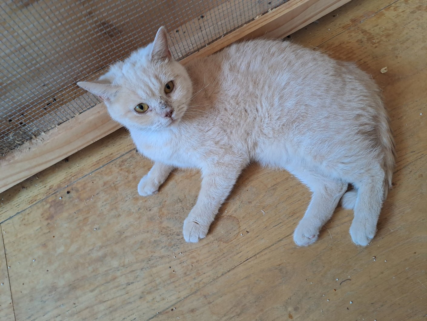 beige-weiße Kurzhaar Katze liegt auf einem Holzboden
