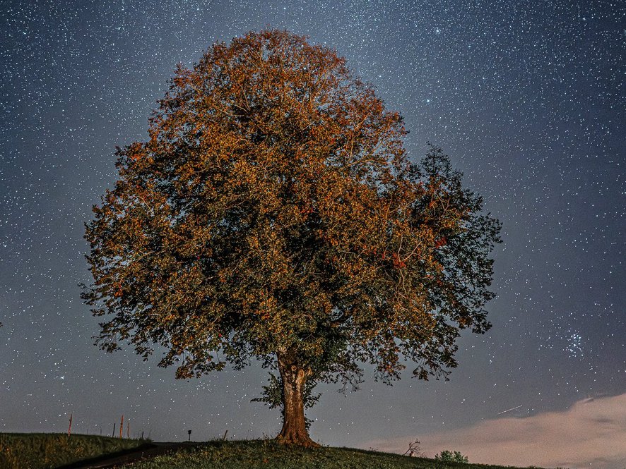 Wurzeln in das Universum, Fotografie von Sebastian Wehrle