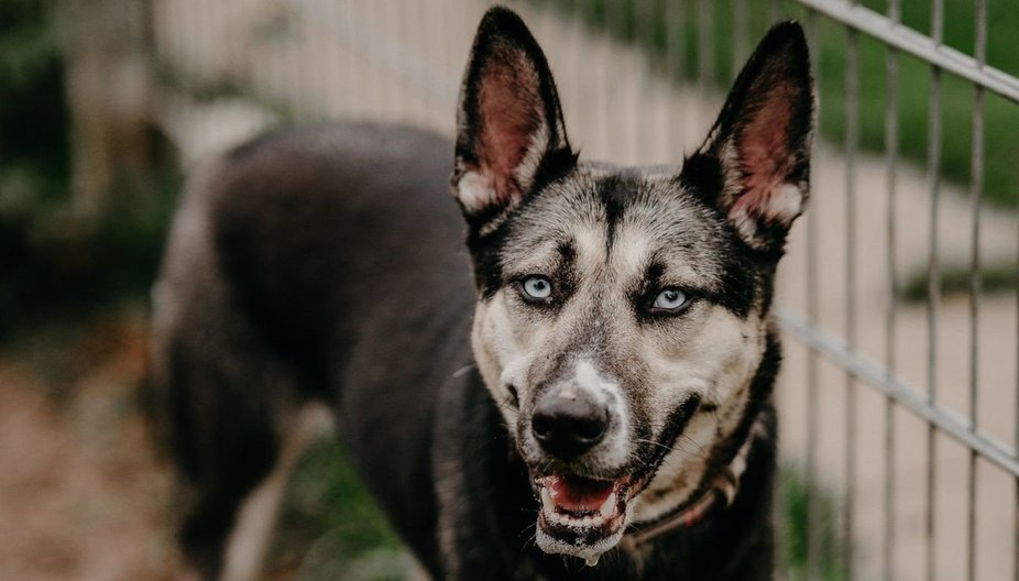 schwarzer Mischling Hund mit blauen Augen Namens Freya