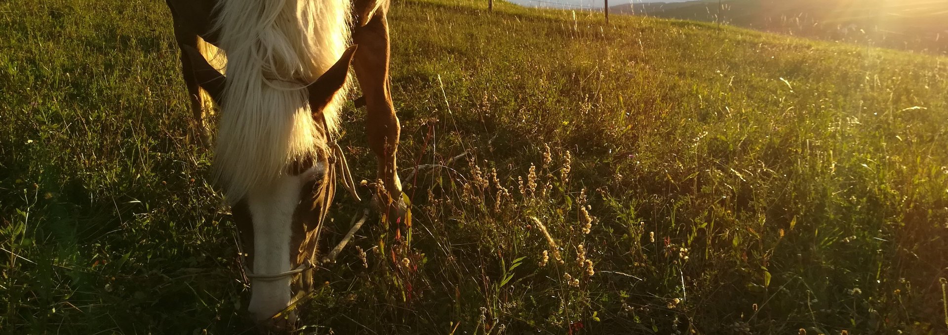 Ein Pferd grasend auf einer Wiese im Sonnenuntergang