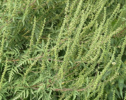 Ambrosia - Beifußblättriges Traubenkraut Alternativtext für das Bild