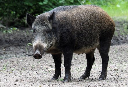 Landkreis bereitet sich weiter auf Afrikanische Schweinepest vor: Verwahrstelle in Höchenschwand eröffnet