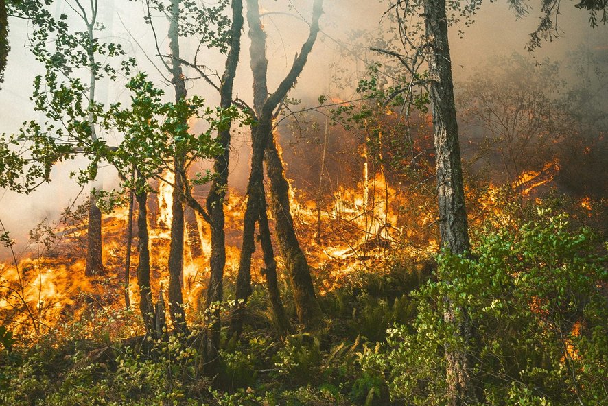 Waldbrand, Feuer im Wald