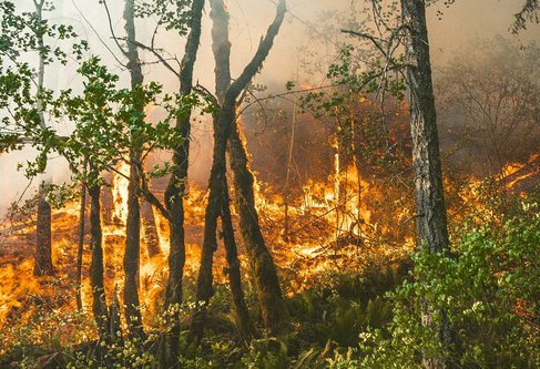 Feuerverbot in und um die Wälder im ganzen Landkreis Waldshut