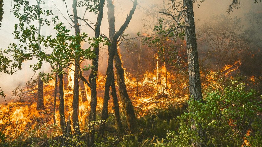 Waldbrand, Feuer im Wald
