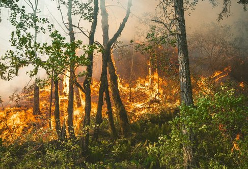 Waldbrandgefahr: Feuer im Wald sind im gesamten Landkreis verboten