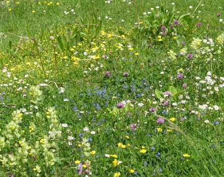 Mehr heimische Vielfalt im Rasen Mehr heimische Vielfalt im Rasen
