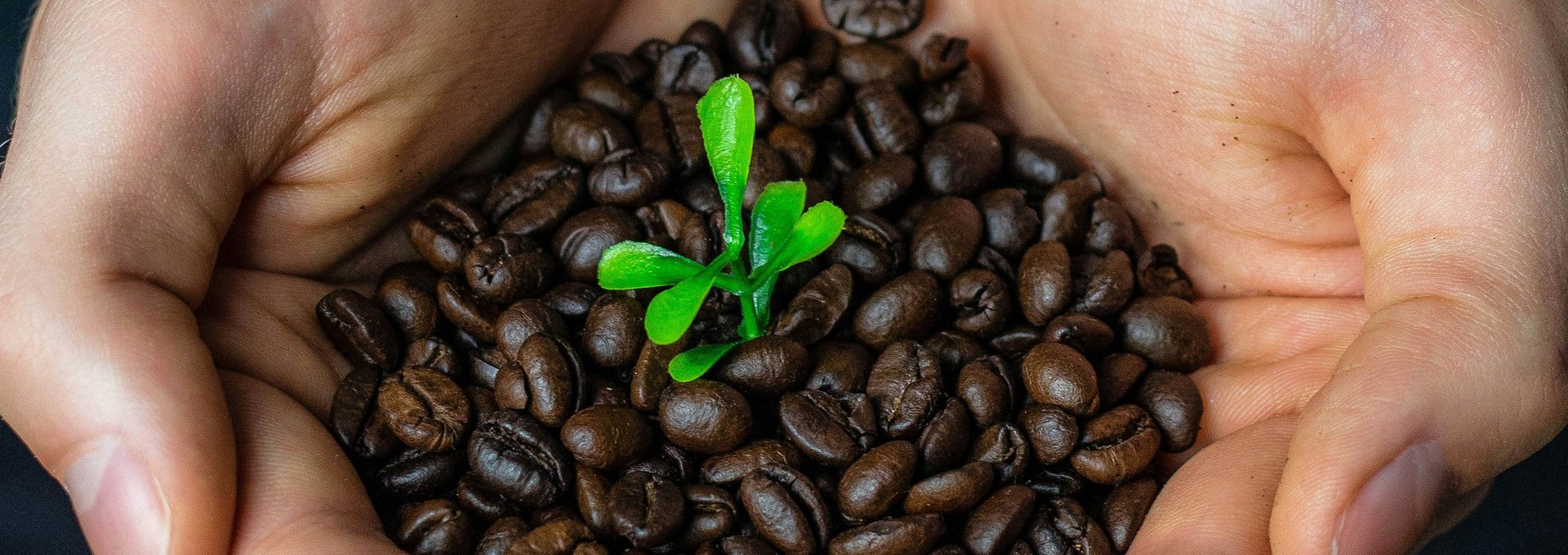 Kaffeebohnen in den Händen