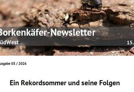 Borkenkäfer News