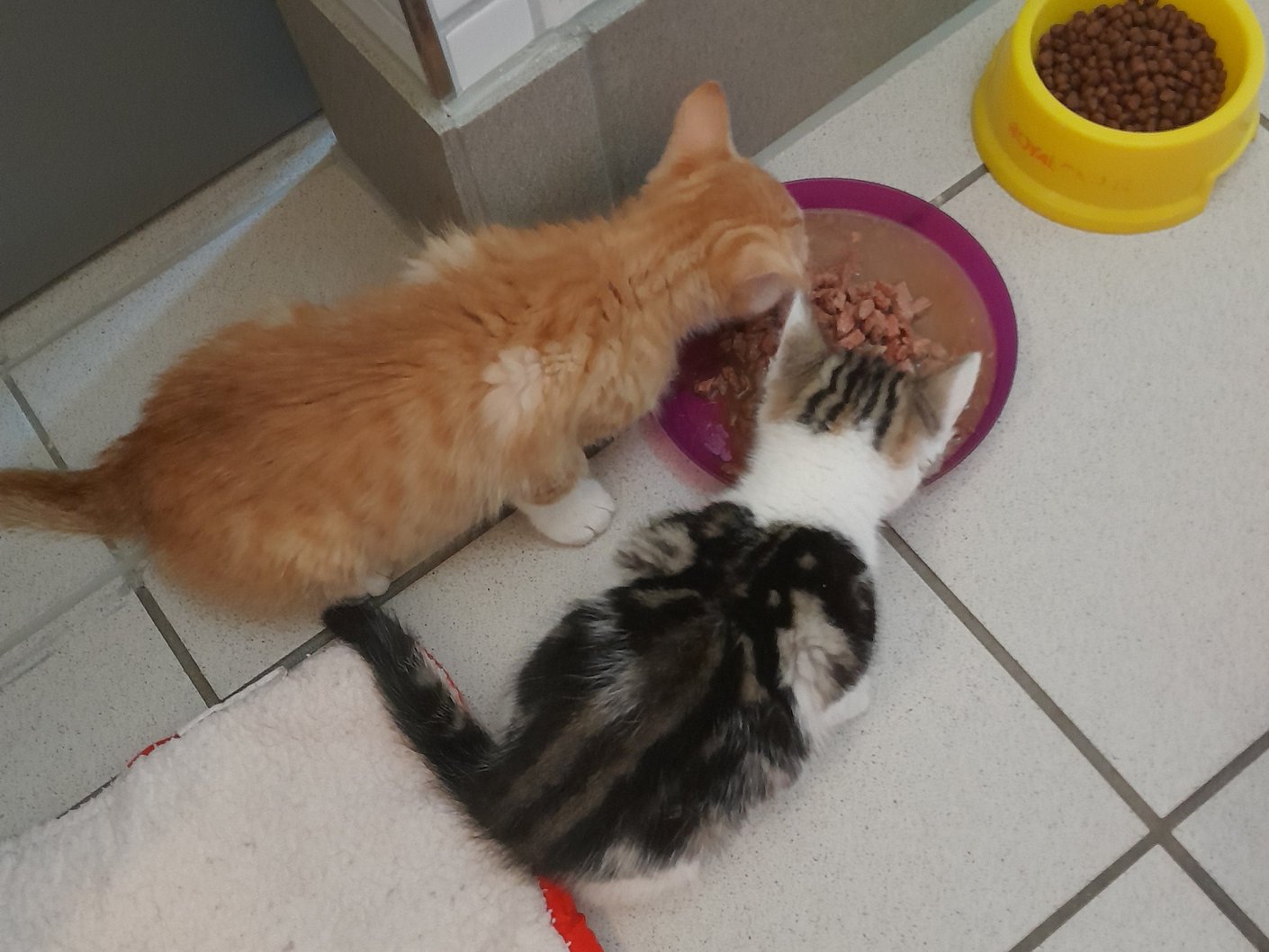 zwei kleine Katzenbabys, ein orangener und ein weiß brauner beim fressen