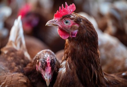 "Erhöhte Wachsamkeit erforderlich: Neue Fälle der Newcastle Disease in Deutschland – Wichtige Hinweise für Geflügelhalter"