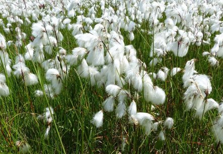 Sieht aus wie Wolle...Wollgräser auf einem Nasswiesenbiotop in Herrischried 2022
