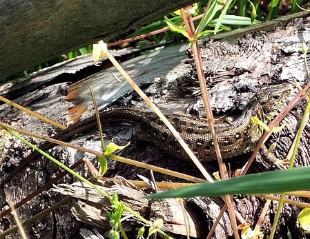 Braun gefärbtes Weibchen der Zauneidechse beim Sonnenbad auf einem Ast an einem Wegrand bei Görwihl.