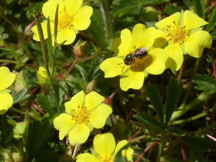Detail aus dem belassenen Blühbereich des Fotos links. Hier können Blütenbesucher wie diese kleine Wildbiene weiterhin Nahrung für sich und ihren Nachwuchs sammeln. Zur Erhaltung der Blütenvielfalt muss die Gesamtfläche dennoch regelmäßig abgemäht werden. 28.04.2022.