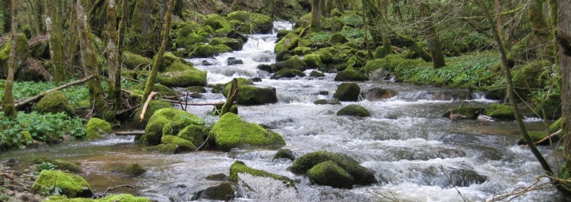 Der Steinbach - ein naturnahes Gewässer