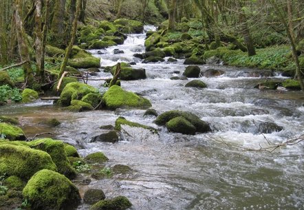 Der Steinbach: ein naturnahes Gewässer