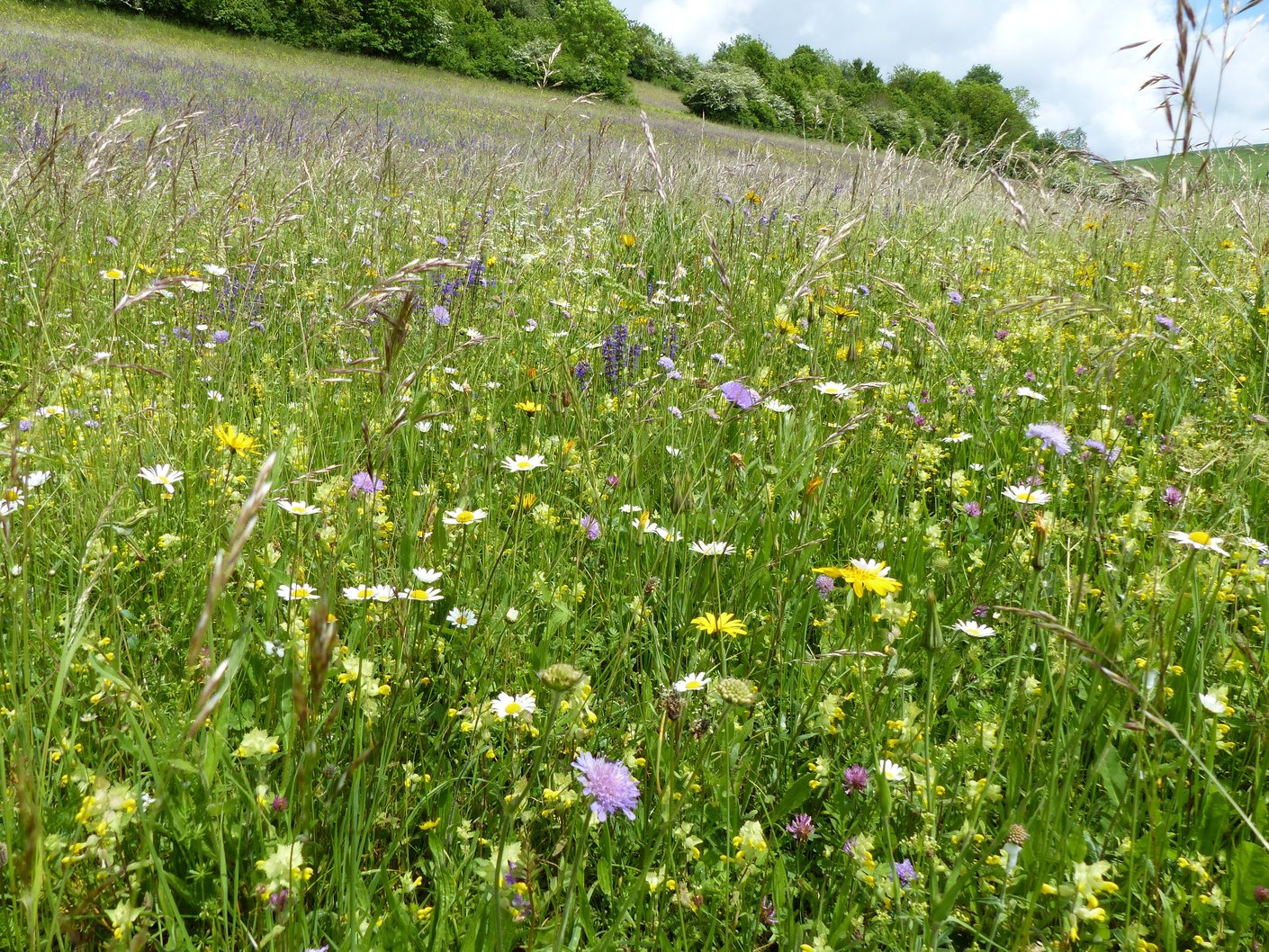 Artenreiche Heuwiese im Landkreis Waldshut
