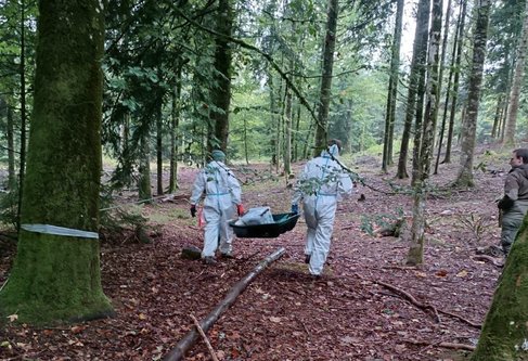 Landkreis probt für die Afrikanische Schweinepest 