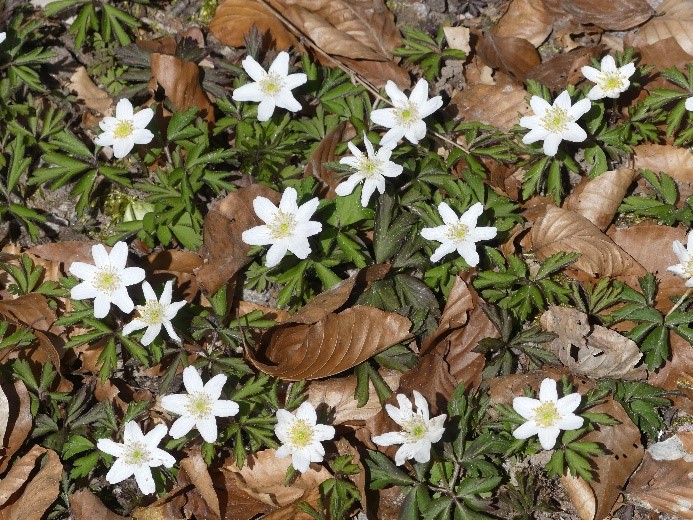 Buschwindröschen (Anemone nemorosa) in einem Waldmeister-Buchenwald zählen zu den ersten Frühlingsblumen im Jahr.